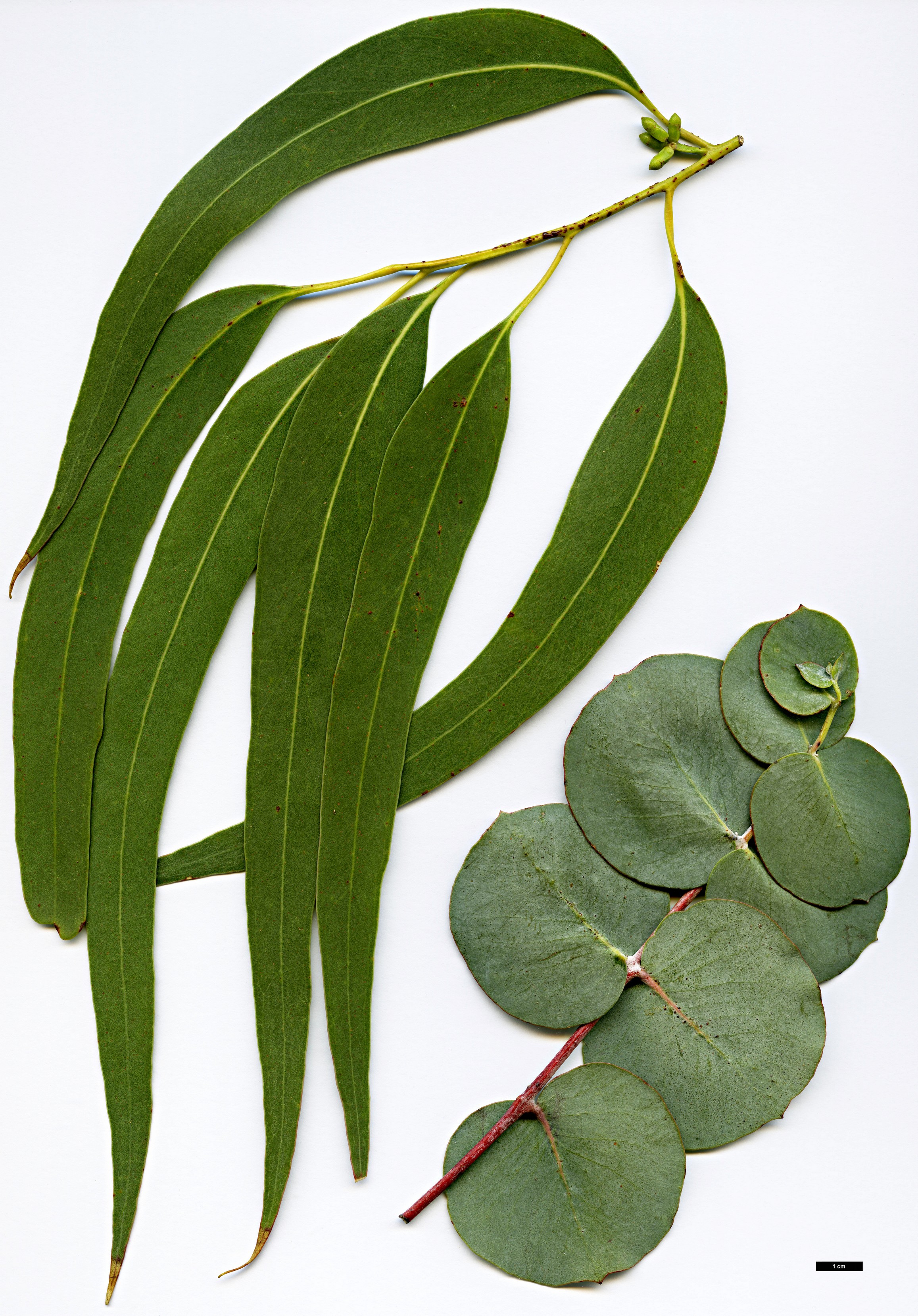 High resolution image: Family: Myrtaceae - Genus: Eucalyptus - Taxon: goniocalyx